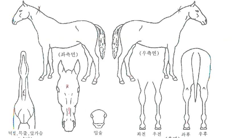 ÆÄƼ¶óÀ̾ðÀÇ Ãø¸é,¿ì¸é,µÞ¸é,µÎ»ó,´Ù¸®ÀÇ Æ¯Â¡µµÇØ