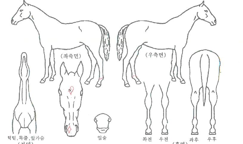 ���������� ����,���,�޸�,�λ�,�ٸ��� Ư¡����