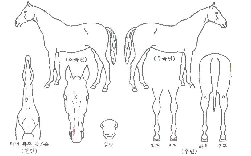 ������ ����,���,�޸�,�λ�,�ٸ��� Ư¡����