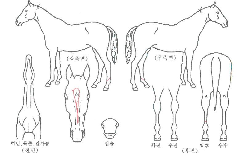 Á¤¹®»çÀÌÀÇ Ãø¸é,¿ì¸é,µÞ¸é,µÎ»ó,´Ù¸®ÀÇ Æ¯Â¡µµÇØ