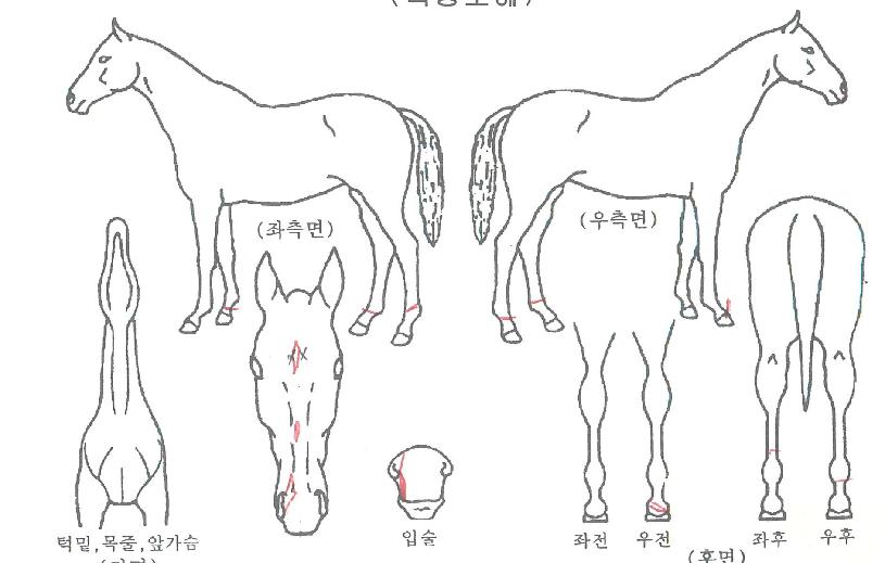 Æ®·ç¿ö¸®¾îÀÇ Ãø¸é,¿ì¸é,µÞ¸é,µÎ»ó,´Ù¸®ÀÇ Æ¯Â¡µµÇØ