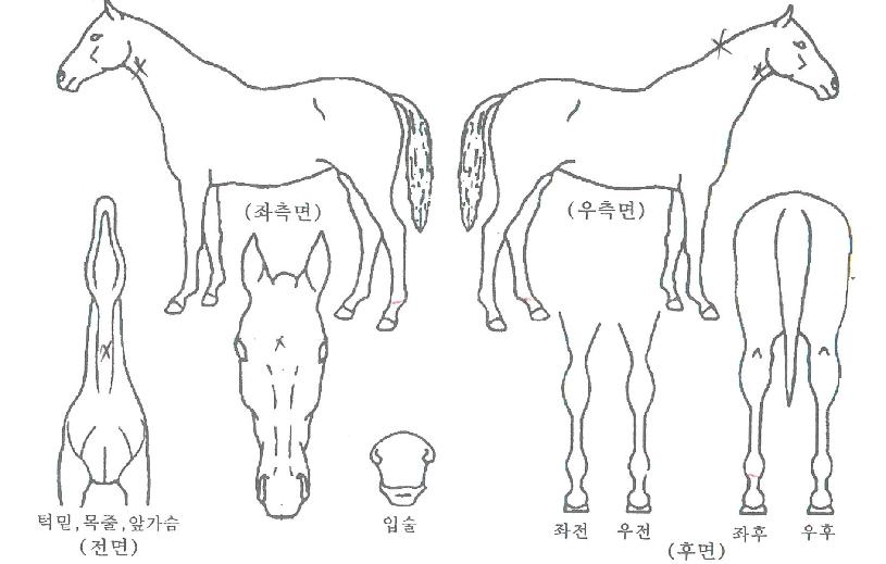 ����������� ����,���,�޸�,�λ�,�ٸ��� Ư¡����