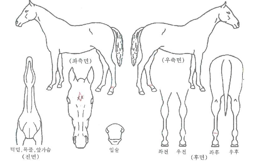 ŷ�����Ϲ��� ����,���,�޸�,�λ�,�ٸ��� Ư¡����