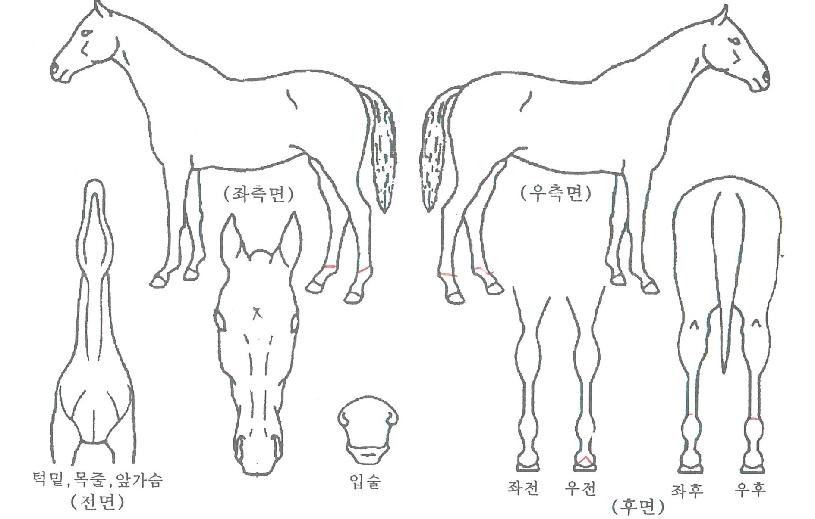 �ص���� ����,���,�޸�,�λ�,�ٸ��� Ư¡����