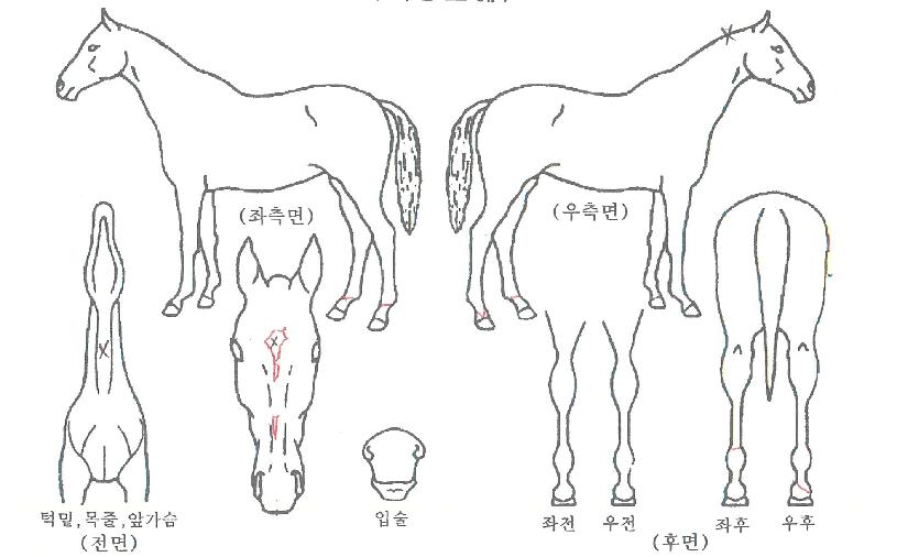 �������ٰ��� ����,���,�޸�,�λ�,�ٸ��� Ư¡����