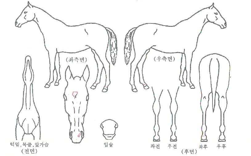 ¸®¾óºÒ²ÉÀÇ Ãø¸é,¿ì¸é,µÞ¸é,µÎ»ó,´Ù¸®ÀÇ Æ¯Â¡µµÇØ