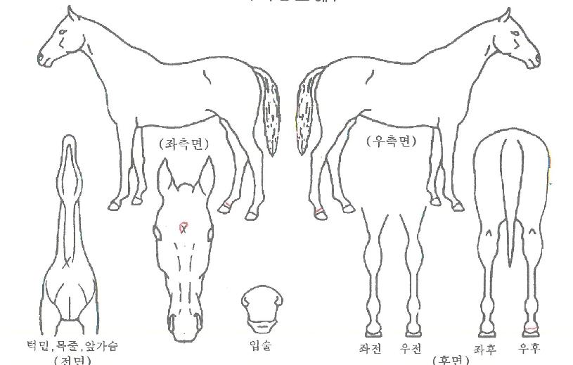 �Ŷ���屺�� ����,���,�޸�,�λ�,�ٸ��� Ư¡����