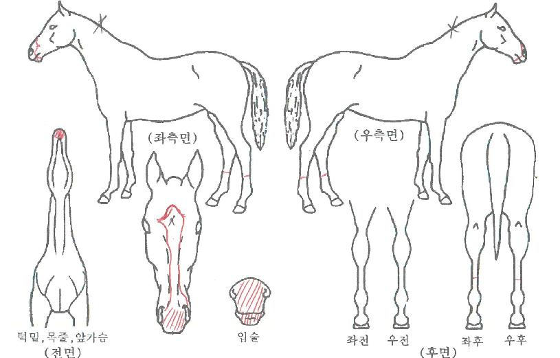 ���ͱ۸����� ����,���,�޸�,�λ�,�ٸ��� Ư¡����