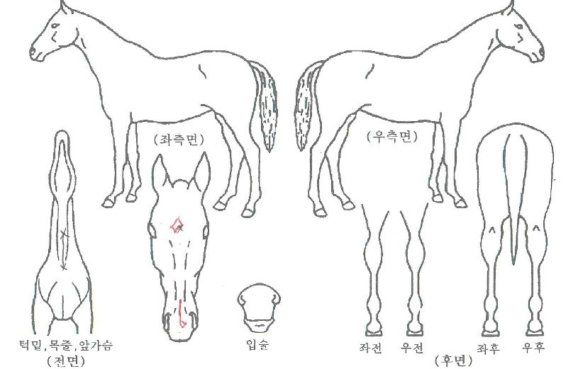 ������Ư���� ����,���,�޸�,�λ�,�ٸ��� Ư¡����