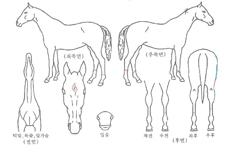 �ǿ������ġ�� ����,���,�޸�,�λ�,�ٸ��� Ư¡����