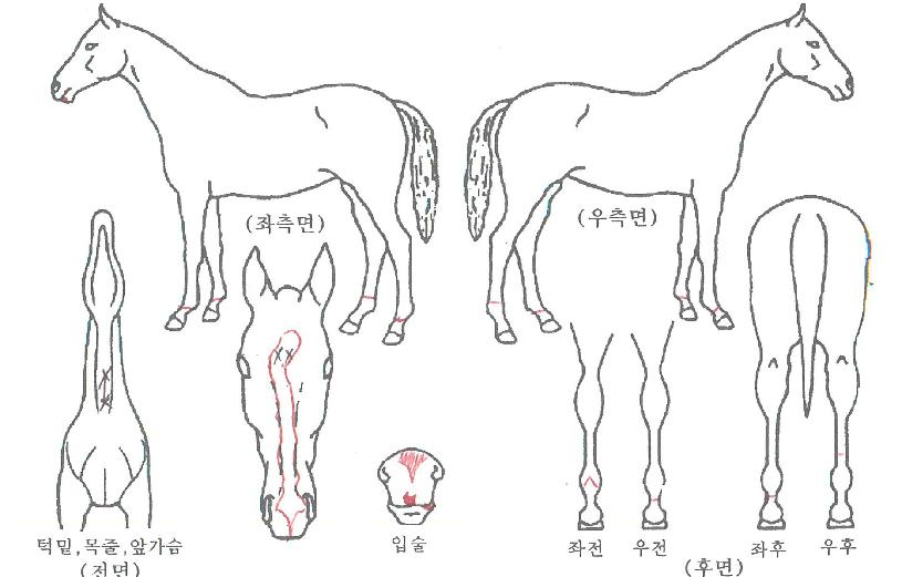 °ñµåÇʵåÀÇ Ãø¸é,¿ì¸é,µÞ¸é,µÎ»ó,´Ù¸®ÀÇ Æ¯Â¡µµÇØ