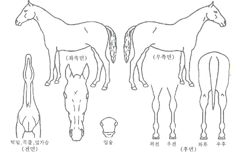 ��Ŭ������ ����,���,�޸�,�λ�,�ٸ��� Ư¡����