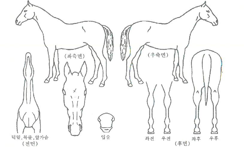 ���������� ����,���,�޸�,�λ�,�ٸ��� Ư¡����