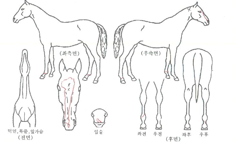 ¹Ù¶÷À»±×¸®´ÙÀÇ Ãø¸é,¿ì¸é,µÞ¸é,µÎ»ó,´Ù¸®ÀÇ Æ¯Â¡µµÇØ