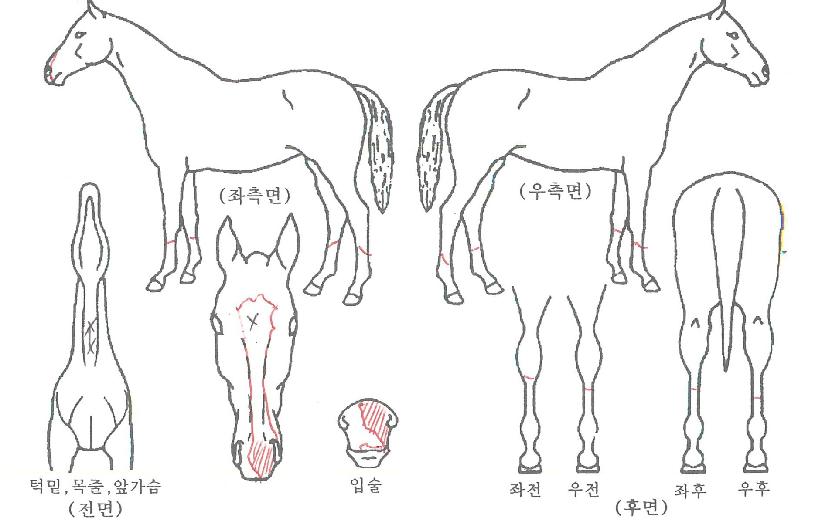 Á¤¼ºÈ¦¸®µ¥ÀÌÀÇ Ãø¸é,¿ì¸é,µÞ¸é,µÎ»ó,´Ù¸®ÀÇ Æ¯Â¡µµÇØ