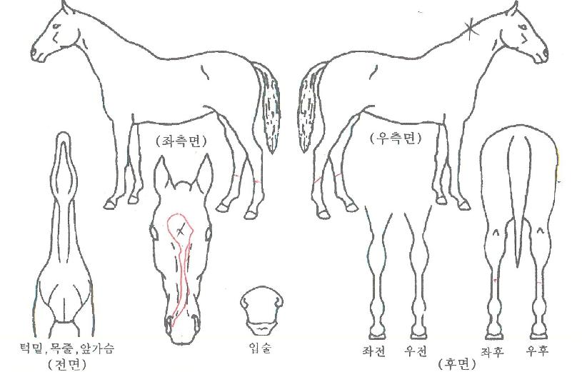 ���󿩽��� ����,���,�޸�,�λ�,�ٸ��� Ư¡����