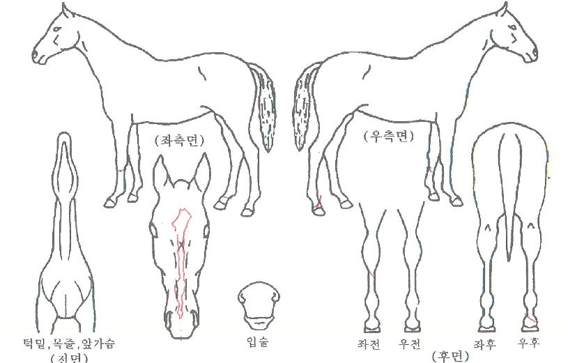 Çٽɺ´±âÀÇ Ãø¸é,¿ì¸é,µÞ¸é,µÎ»ó,´Ù¸®ÀÇ Æ¯Â¡µµÇØ