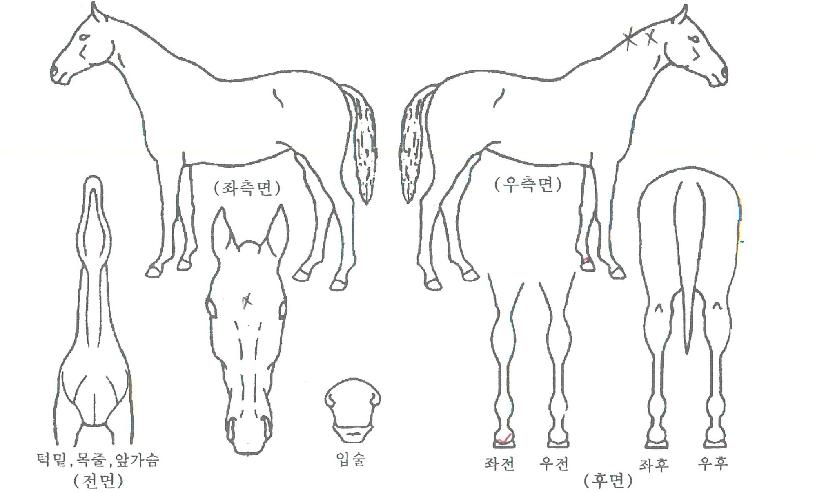 ���Ǳ׷����� ����,���,�޸�,�λ�,�ٸ��� Ư¡����