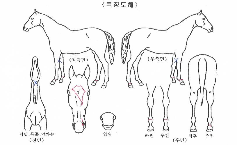 �����ְ��� ����,���,�޸�,�λ�,�ٸ��� Ư¡����