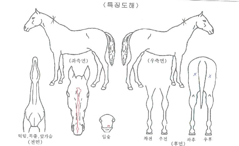 �̽�Ʈ����ũ�� ����,���,�޸�,�λ�,�ٸ��� Ư¡����