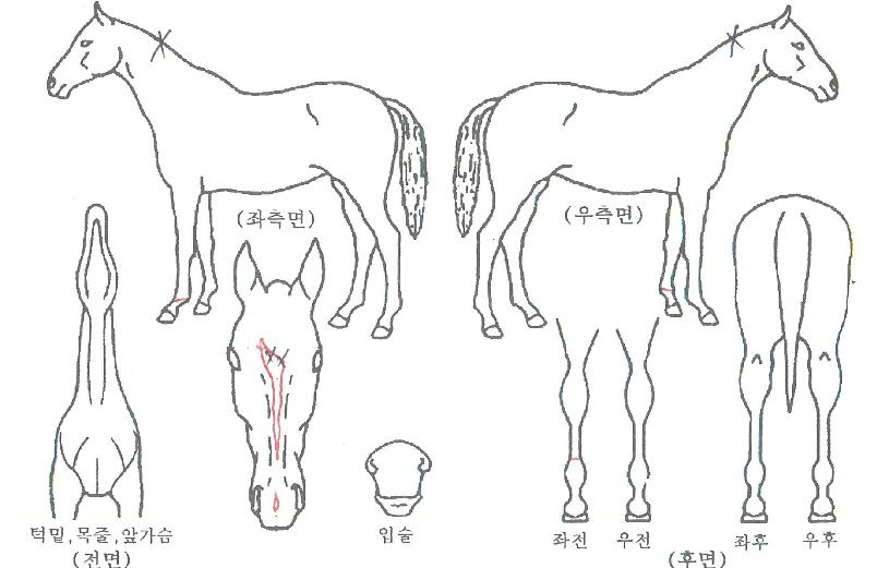 ������Ķ����� ����,���,�޸�,�λ�,�ٸ��� Ư¡����