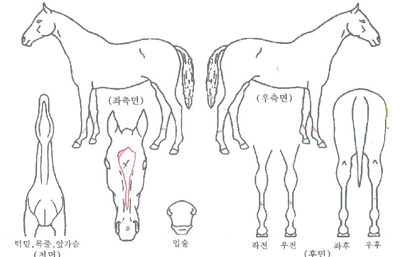 �Ŀ�Ĺ�� ����,���,�޸�,�λ�,�ٸ��� Ư¡����