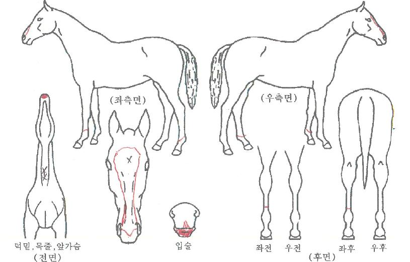 À¸¶äÀ̷縮ÀÇ Ãø¸é,¿ì¸é,µÞ¸é,µÎ»ó,´Ù¸®ÀÇ Æ¯Â¡µµÇØ