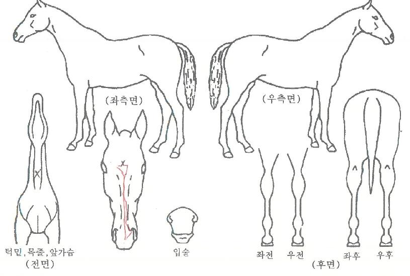 µÕÁö¿©¿ÕÀÚ¸¶ÀÇ Ãø¸é,¿ì¸é,µÞ¸é,µÎ»ó,´Ù¸®ÀÇ Æ¯Â¡µµÇØ
