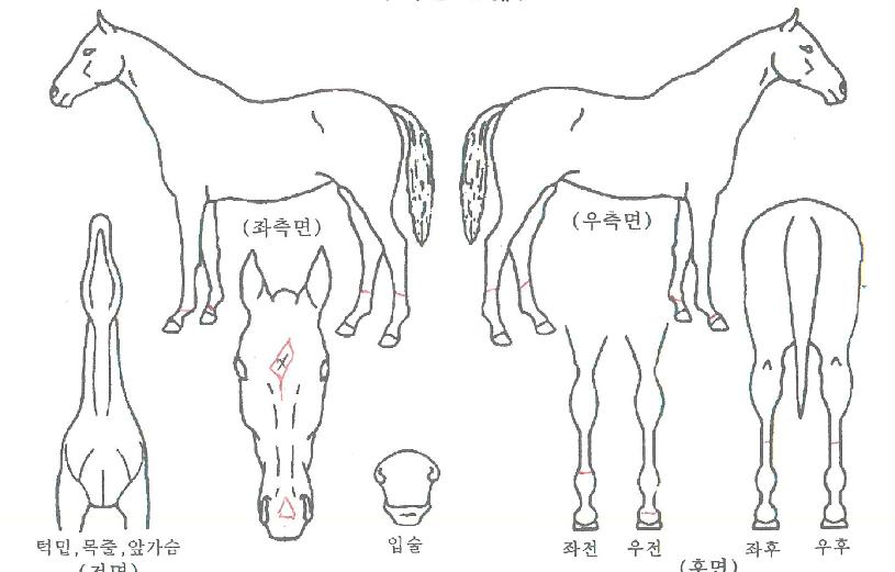 ���̿����� ����,���,�޸�,�λ�,�ٸ��� Ư¡����