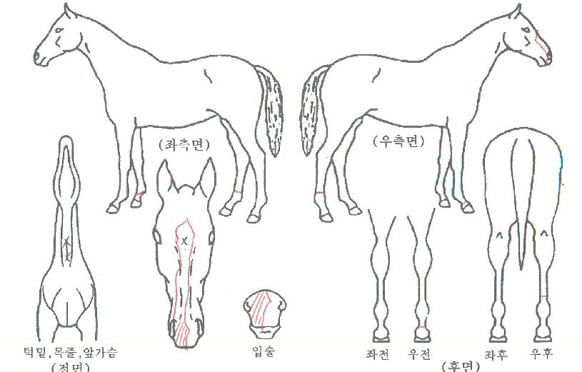 ����Ƽ�� ����,���,�޸�,�λ�,�ٸ��� Ư¡����