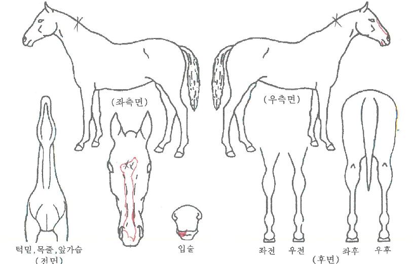 Çǽº¸¶ÀεåÀÚ¸¶ÀÇ Ãø¸é,¿ì¸é,µÞ¸é,µÎ»ó,´Ù¸®ÀÇ Æ¯Â¡µµÇØ