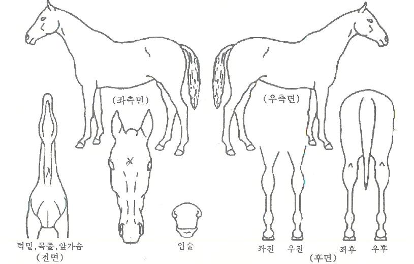 �̽��;��ø��� ����,���,�޸�,�λ�,�ٸ��� Ư¡����