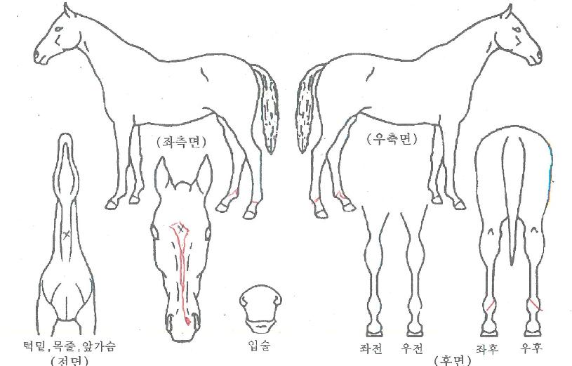 ºí·ç´ëÀÚ¿¬ÀÇ Ãø¸é,¿ì¸é,µÞ¸é,µÎ»ó,´Ù¸®ÀÇ Æ¯Â¡µµÇØ