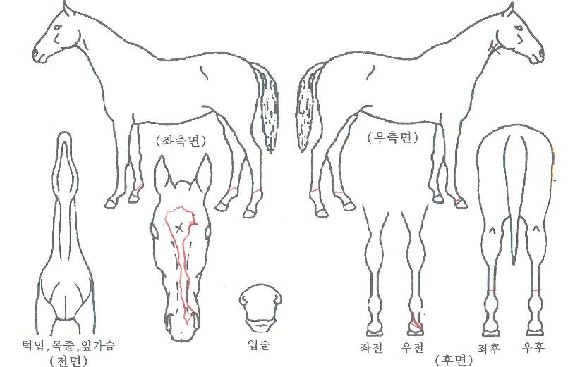 ȭ����è�Ǿ��� ����,���,�޸�,�λ�,�ٸ��� Ư¡����