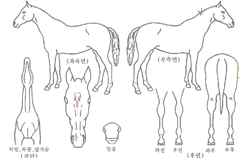 ½Å¶óÀǹ̼ÒÀÇ Ãø¸é,¿ì¸é,µÞ¸é,µÎ»ó,´Ù¸®ÀÇ Æ¯Â¡µµÇØ