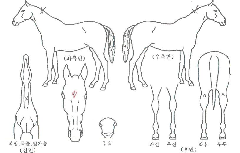 ÇÇ·»Ã¼ÈúÀÇ Ãø¸é,¿ì¸é,µÞ¸é,µÎ»ó,´Ù¸®ÀÇ Æ¯Â¡µµÇØ