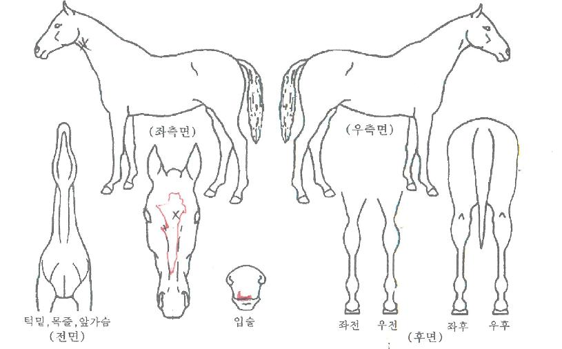 �۽�Ʈ����Ʈ�� ����,���,�޸�,�λ�,�ٸ��� Ư¡����