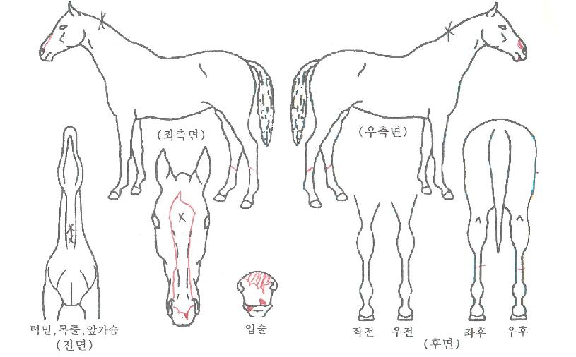 ���̸�ŷ���� ����,���,�޸�,�λ�,�ٸ��� Ư¡����