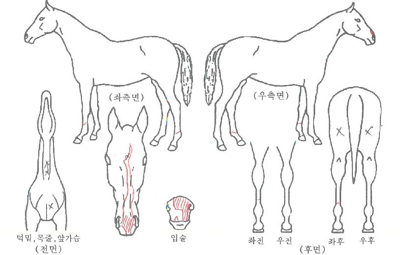 ¿ø´õÇ®¹ë¸®ÀÇ Ãø¸é,¿ì¸é,µÞ¸é,µÎ»ó,´Ù¸®ÀÇ Æ¯Â¡µµÇØ