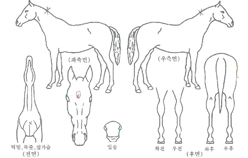 ���������� ����,���,�޸�,�λ�,�ٸ��� Ư¡����