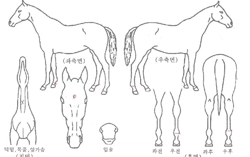 ��극��Ŀ�� ����,���,�޸�,�λ�,�ٸ��� Ư¡����