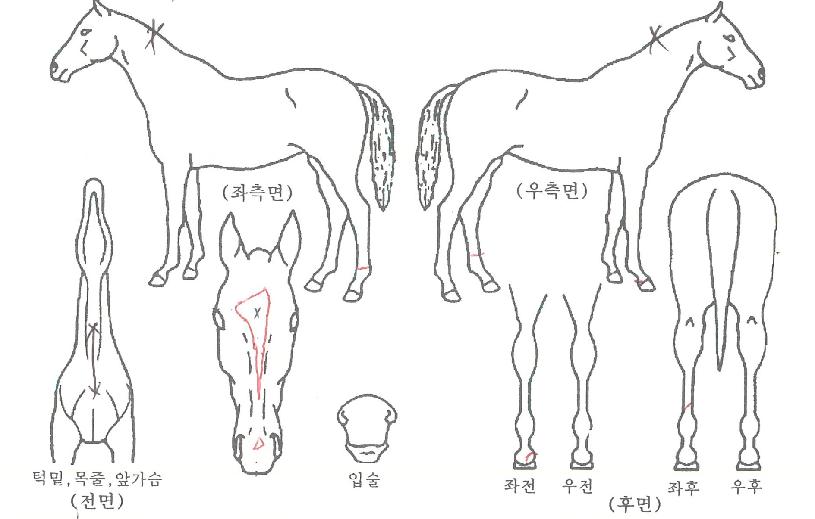 õ���Ǿ���� ����,���,�޸�,�λ�,�ٸ��� Ư¡����