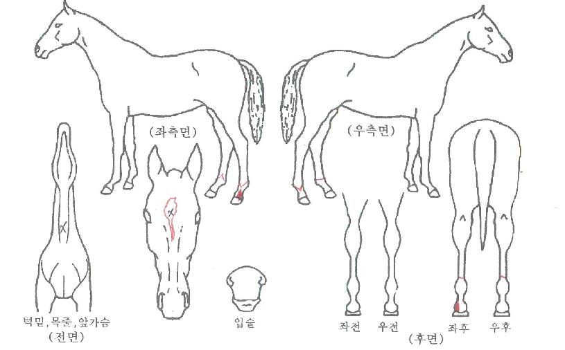 õ����ǳ�� ����,���,�޸�,�λ�,�ٸ��� Ư¡����