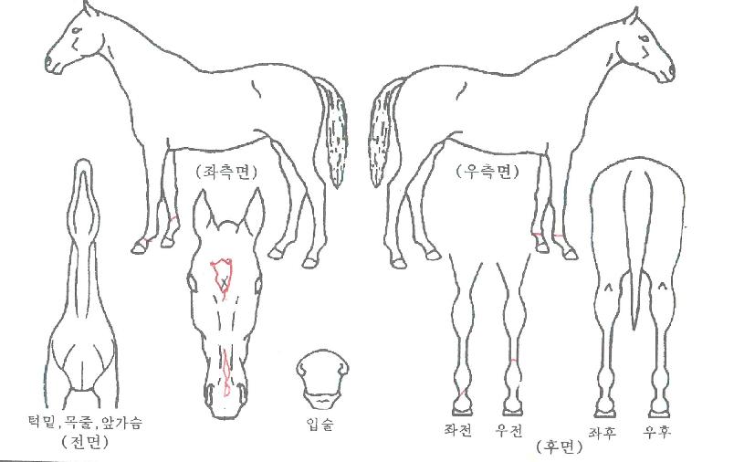 ������������ ����,���,�޸�,�λ�,�ٸ��� Ư¡����