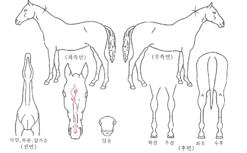 ÇѾóºÒÆÐÀÇ Ãø¸é,¿ì¸é,µÞ¸é,µÎ»ó,´Ù¸®ÀÇ Æ¯Â¡µµÇØ