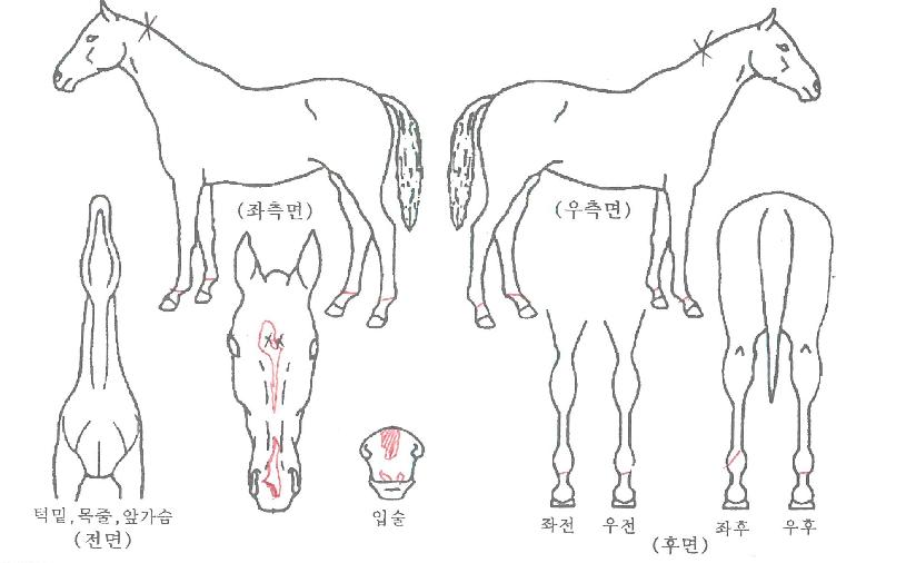 ¸Þ´ÏŸ¿î½ÊÀÇ Ãø¸é,¿ì¸é,µÞ¸é,µÎ»ó,´Ù¸®ÀÇ Æ¯Â¡µµÇØ