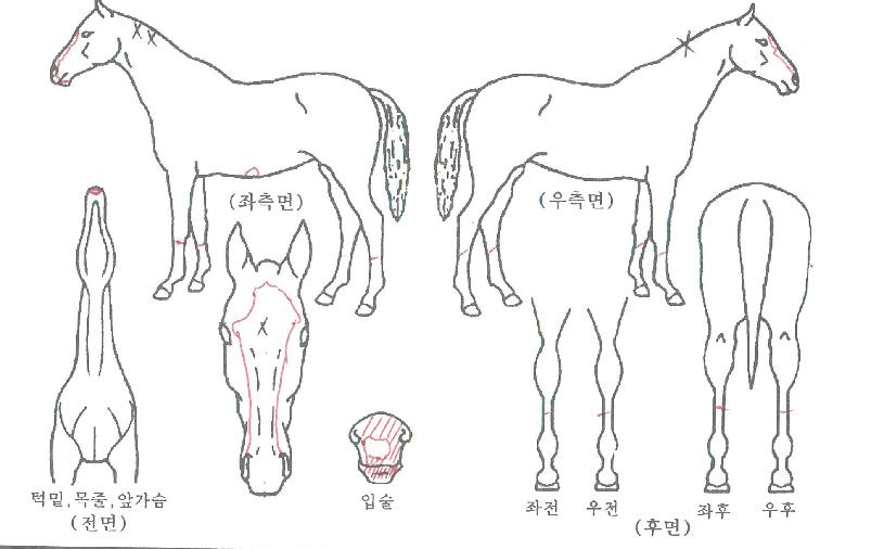 �������̸��� ����,���,�޸�,�λ�,�ٸ��� Ư¡����