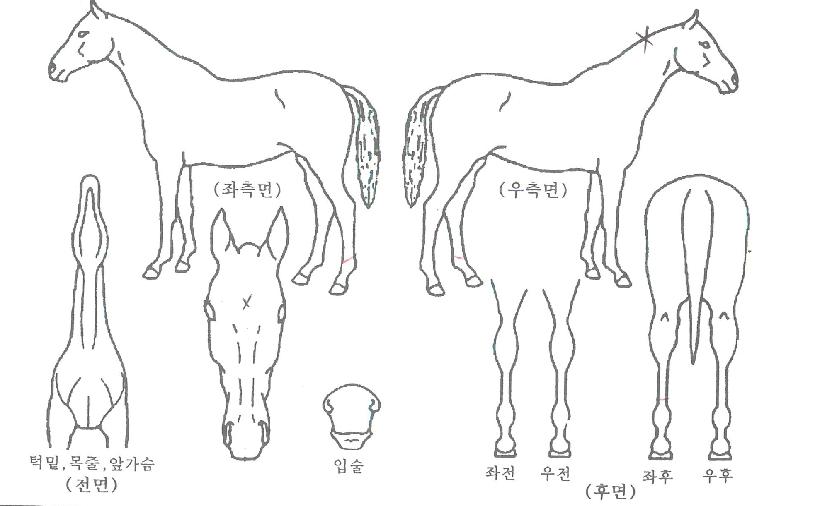 ������ ����,���,�޸�,�λ�,�ٸ��� Ư¡����