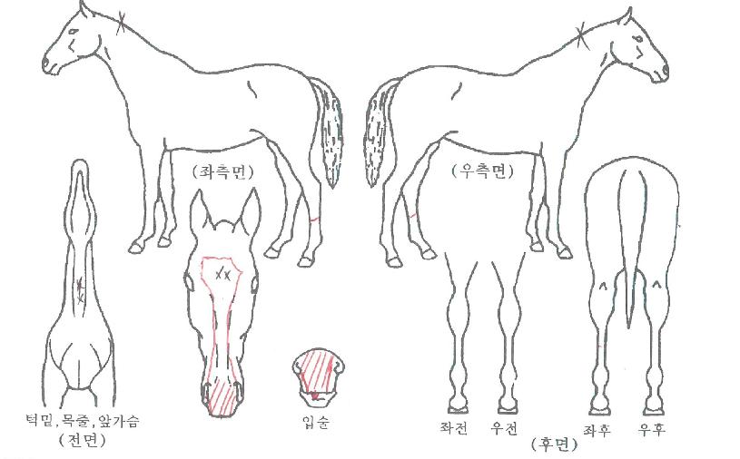 ����ȣ���� ����,���,�޸�,�λ�,�ٸ��� Ư¡����