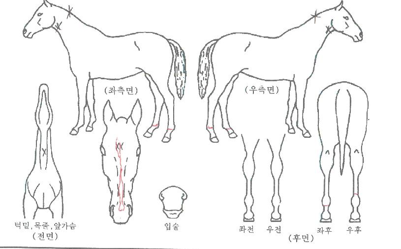 ´Þ¸±·¹¿ÀÀÇ Ãø¸é,¿ì¸é,µÞ¸é,µÎ»ó,´Ù¸®ÀÇ Æ¯Â¡µµÇØ